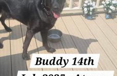 8 Berth Caravan at Blue Dolphin East coast - Foto 34