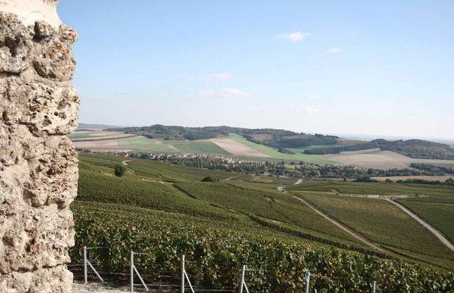 Mutigny Vineyards Tour - Photo 4