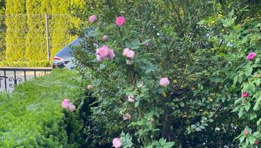 Apartament MARIA z ogródkiem i parkingiem - Foto 5, Garden, Garden view