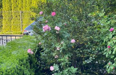 Apartament MARIA z ogródkiem i parkingiem - Foto 5