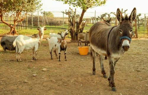 Azienda Agrituristica Il Pago - Foto 25