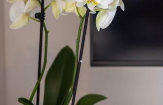 Apartment Amon Estel - Photo 29