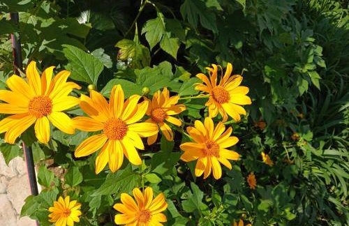 Mirante da mata - Photo 18