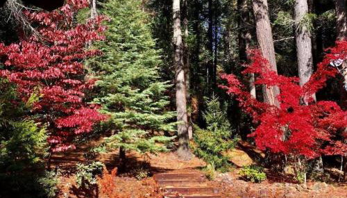 Lakefront Chalet Nevada City - Foto 4, Garden, Garden view