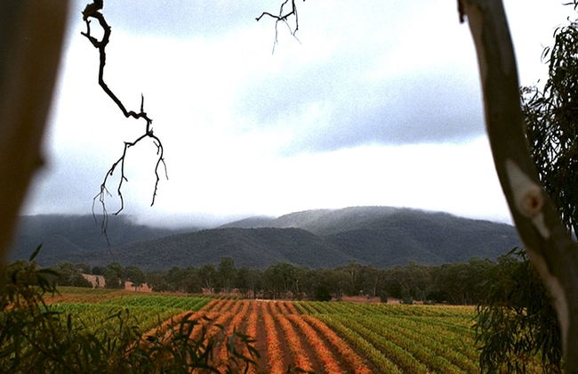 Eco-luxe at Mount Avoca - Foto 17