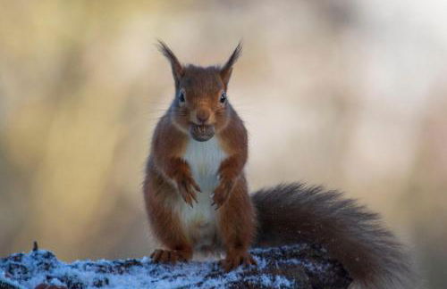 Balnagown Estates - Foto 63