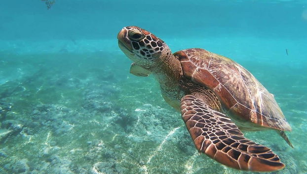 Veréis tortugas que permanecen en la zona