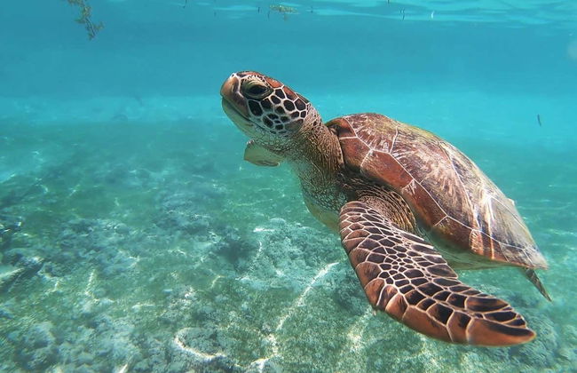 Excursión a Rose Island con avistamiento de cerdos - Foto 3