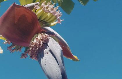 Nymphes Apartments - Foto 8