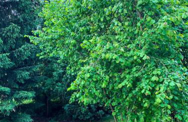 Ferienhaus Rhön-Auszeit - Foto 55