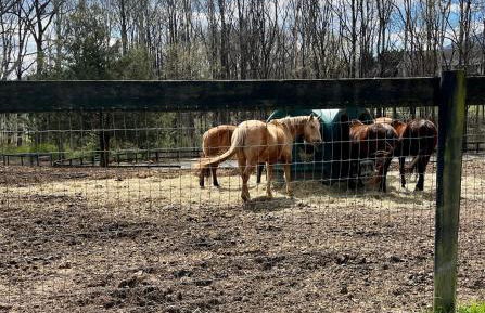 Cheval Circle Retreat Hot Tub, Fire Pits, Views - Foto 46