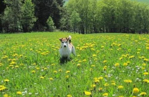 Haus Bergzicht - Foto 13
