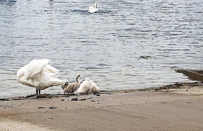 8 Person Holiday Home in Egernsund - Photo 7
