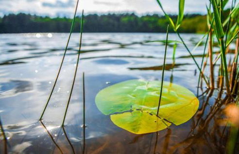 Ferienwohnung Rheinsberg - Foto 19