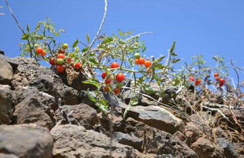 Casa d' Avó Zeza - Foto 76