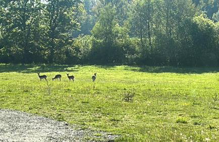 Leśny Park Polanica - Foto 51