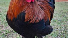 Sítio em meio a natureza, perfeito para relaxar - Foto 3