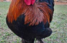 Sítio em meio a natureza, perfeito para relaxar - Foto 3