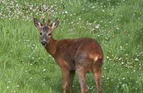 Domaine Les Fontaines - Foto 9