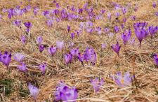 Domek Kojsówka - Foto 2