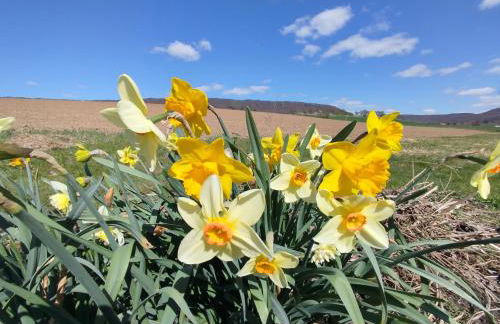 Ferienwohnung am Ellerbach - Foto 76
