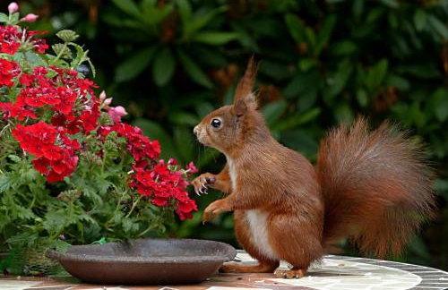 Cabin W Hot Tub, Sauna, King Beds, National Park - Foto 7