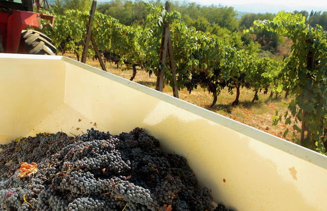 Belvilla by OYO Casa Rosa - Foto 34