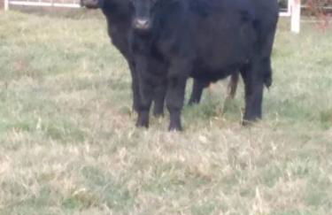 Cabin with a tree house on a buffalo farm . - Foto 12