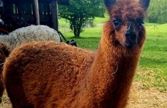 Alpaka Ferienhof Lübsee - Foto 22