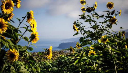 Finca Marañuela - Foto 4