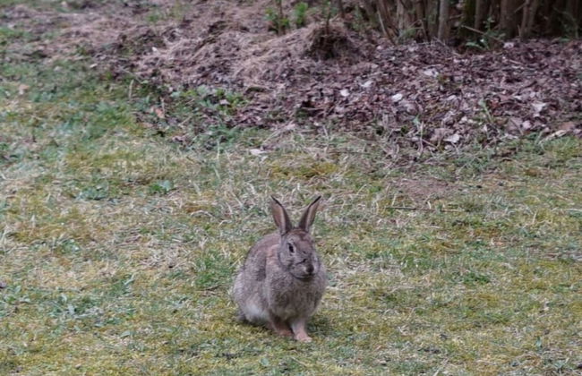 Blockhaus Fleesensee - Foto 14