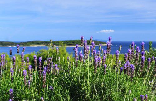 Apartments with parking space Brgujac, Vis - 8919 - Foto 7
