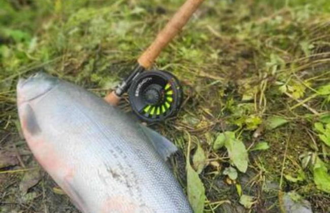 Moose Landing - Foto 41