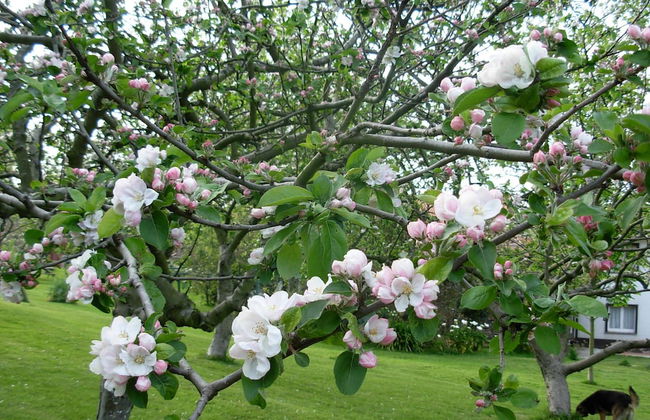 La Llosa Rodré - Foto 19