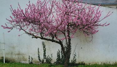 L'escale des roses - Photo 2