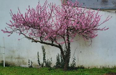 L'escale des roses - Photo 2