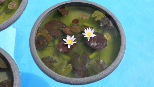 Jungle Paradise - Foto 5