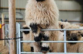 Glen Bay - 2 Bed Lodge on Friendly Farm Stay with Private Hot Tub - Foto 74