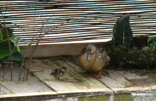 Domek nad stawem - Foto 33