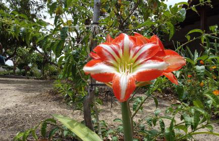 Chalé Gravatinha - Foto 14