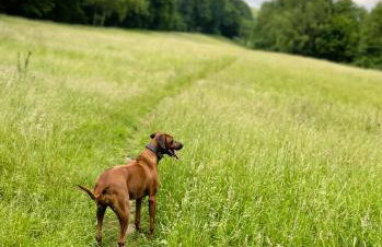 Garden apartment - Foto 23