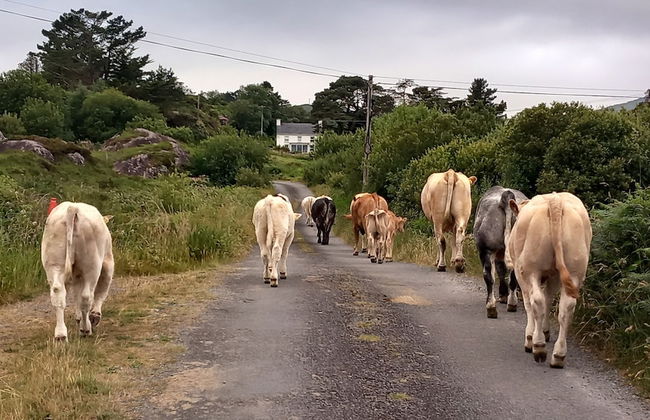 Cuckoo Tree House, Glengarriff, Beara Peninsula - Foto 32