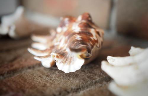 Reetkate am Meer - Foto 23