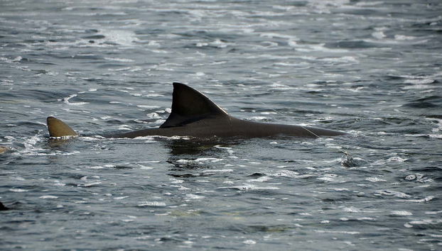 Sandboarding, Offroading, Turtle-Watching in Boa Vista's West Coast - Foto 4
