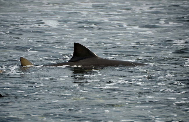 Sandboarding, Offroading, Turtle-Watching in Boa Vista's West Coast - Foto 4