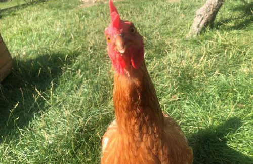 Peacock Barn - Photo 32