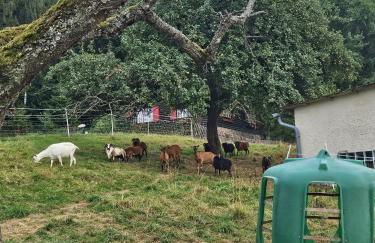 Ferienhaus Waldgefluester - Foto 24