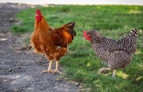 Red Barn Loft - Foto 20