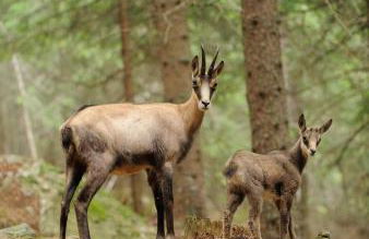 La finestra sul giardino - Edolo - Foto 23