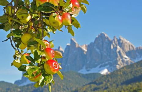 Living Puez - Photo 25